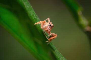Macro Photograph of a Jumping Spider (Salticidae) Climbing a Green Plant Stem – Close-Up Shot of Spider Eyes and Legs in Natural Light