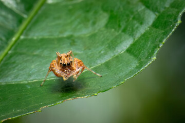 Fototapeta premium Macro Photograph of a Jumping Spider (Salticidae) Sitting on a Glossy Green Leaf – Close-Up of Eyes and Body in Natural Light