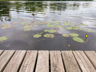 there are many water lilies on the embankment in Brest, on the Mukhavets River
