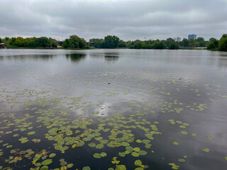 there are many water lilies on the embankment in Brest, on the Mukhavets River