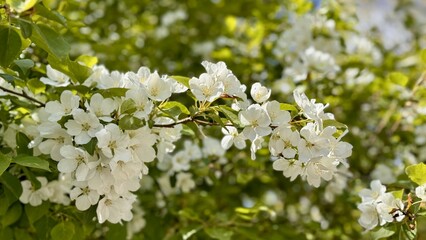White blossoms of a blooming apple tree in spring against a blue sky on a sunny day outdoors. Close-up