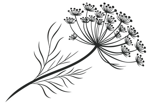 black dill flower on white background clip art preview