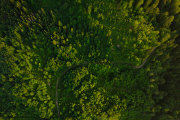 Green forest in mountain summer with a view from above.Beautiful forest background.
