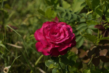 red valentine rose at different scales
