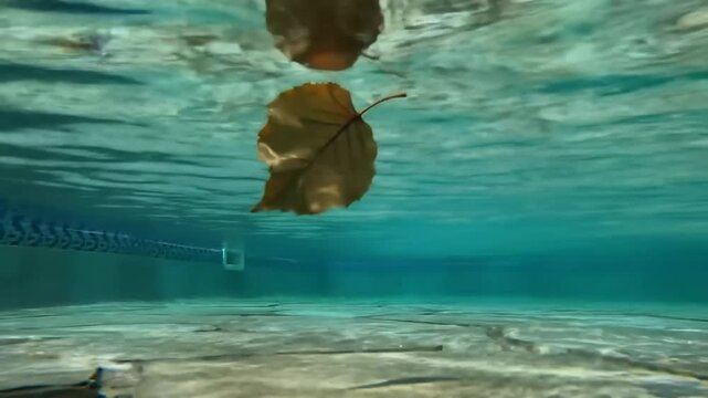 Underwater Leaf Dancing Gently in Clear Azure Water