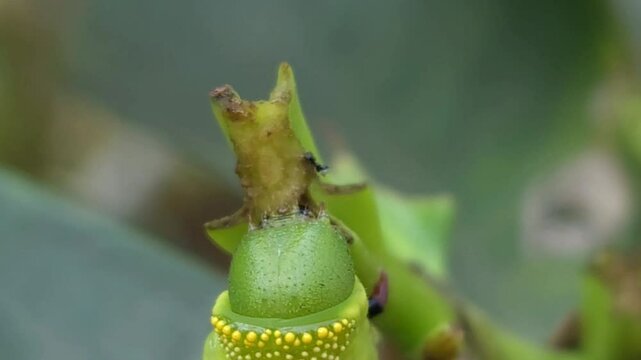 Colorful caterpillar crawls on green leaf and eating in a natural garden, captured in a beautiful macro close-up that showcases the fascinating life, symbolizing the wonders of nature, entomology
