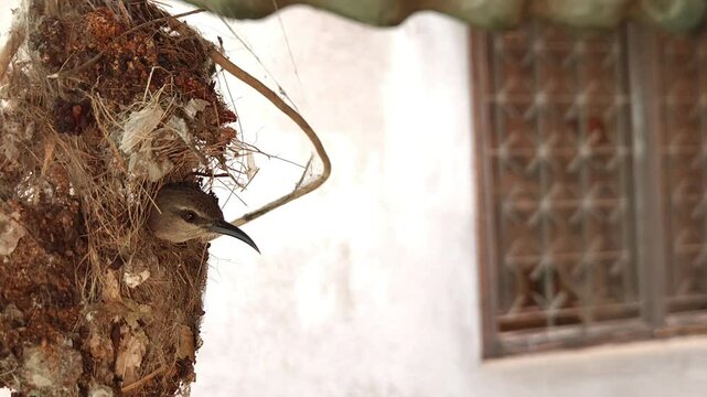 Indian sunbird busy building a pendulum-shaped hanging nest, set against a beautiful natural blurred background. single Bird Nesting, Slow Motion Footage