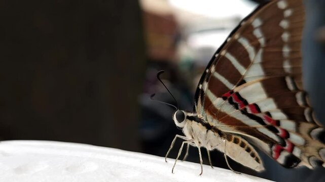 Beautiful Indian spot swordtail Butterfly, Shot In India