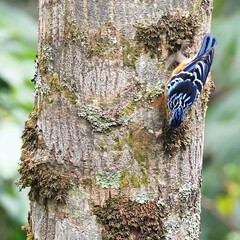 Beautiful nuthatch (Sitta formosa) descending a trunk in Bhutan