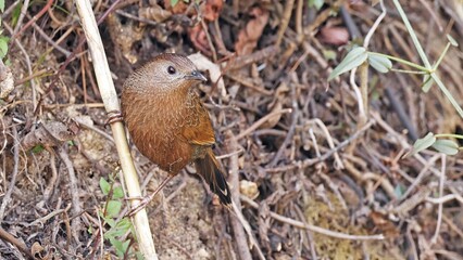 Bhutan laughingthrush (Trochalopteron imbricatum), bird of Bhutan