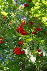      Red bunches of autumn rowan berries against a background of green leaves.                          