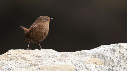 Eurasian wren (Troglodytes troglodytes), bird of Bhutan
