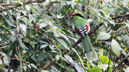 Common green magpie (Cissa chinensis), beautiful asian bird, Bhutan