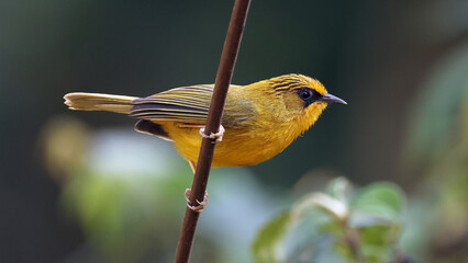 Golden babbler (Cyanoderma chrysaeum), bird of Bhutan