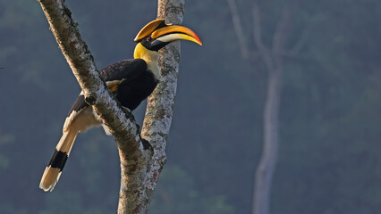 Great hornbill (Buceros bicornis), Bhutan