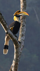 Great hornbill (Buceros bicornis), Bhutan, vertical