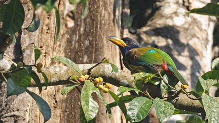 Great barbet (Psilopogon virens), bird of Bhutan