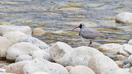 Ibisbill (Ibidorhyncha struthersii), bird of Bhutan
