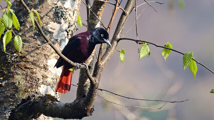 Maroon oriole (Oriolus traillii), bird of Bhutan