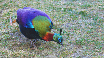 Himalayan monal male(Lophophorus impejanus), splendid bird of Bhutan