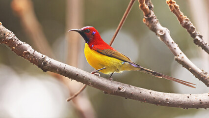 Mrs. Gould's sunbird male(Aethopyga gouldiae), bird of Bhutan