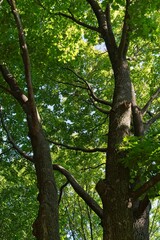 Old oak trees with green foliage in the park in autumn.                               