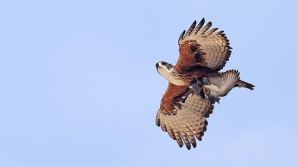 Rufous-bellied eagle (Lophotriorchis kienerii) in flight with the prey, Bhutan