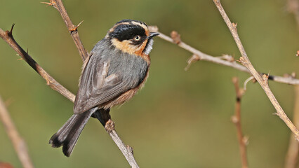 Rufous-fronted bushtit or (Aegithalos iouschistos), bird of Bhutan