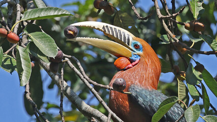 Rufous-necked hornbill male (Aceros nipalensis) eating a fruit, Bhutan