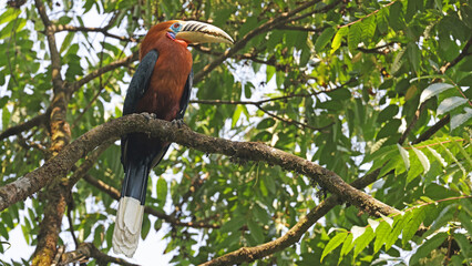 Rufous-necked hornbill male (Aceros nipalensis), Bhutan