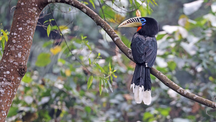Rufous-necked hornbill female (Aceros nipalensis), Bhutan