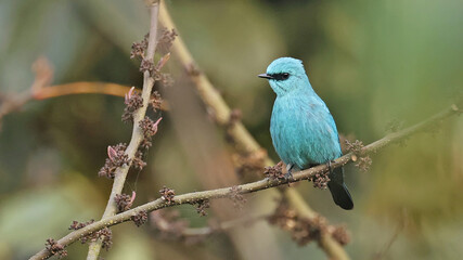Verditer flycatcher (Eumyias thalassinus), beautiful bird of Bhutan