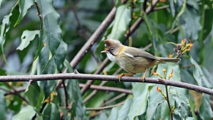Whiskered yuhina (Yuhina flavicollis), bird of Bhutan