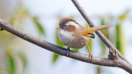 White-browed fulvetta (Fulvetta vinipectus), bird of Bhutan