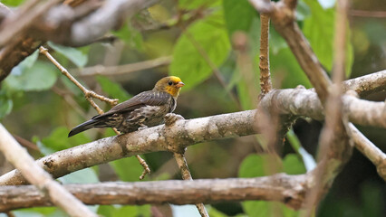 Yellow-rumped honeyguide (Indicator xanthonotus), bird of Bhutan