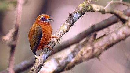 White-browed piculet (Sasia ochracea), bird of Bhutan
