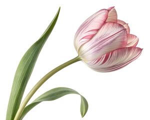 Obraz premium Single Striped Tulip Flower