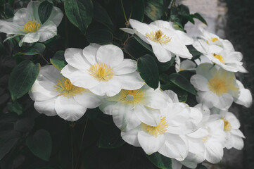 Clematis variety Jancy Cream large-flowered. White flowers of clematis. Flowering large-flowered garden liana