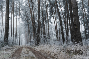 Frozen misty forest path