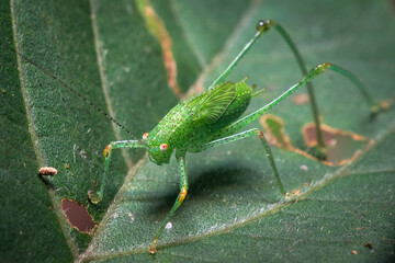 Macro Photograph of a Katydid Nymph (Tettigoniidae) on a Green Leaf – Close-Up of Green Insect with Antennae and Spotted Body in Natural Habitat