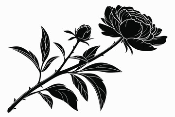 Monochrome peony branch with open bloom and unopened bud reveals elegant floral details