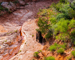 American Buffalo in a Small Wash With Exposed Gypsum, Eagle Point Trail, Caprock Canyon State Park,...