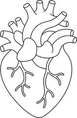 Detailed human heart anatomy outline drawing for medical education