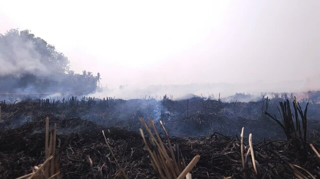 Stubble Burning in India( Parali burning), also known as stubble or straw burning, It significantly contributes to air pollution, releasing harmful gases and particulate matter into the atmosphere.