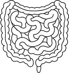 Human intestine anatomy diagram large intestine small intestine digestive system illustration