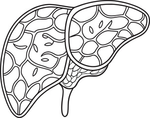 Detailed liver anatomy line art medical illustration