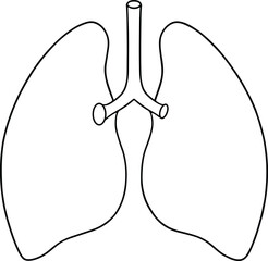 Human lungs anatomy outline drawing medical illustration