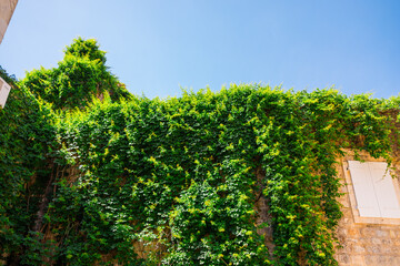 Green ivy climbing over old stone wall under blue summer sky. Nature reclaiming architecture,...