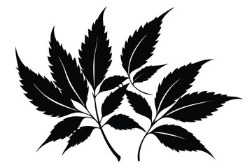 Silhouette Illustration Featuring Two Branches of JaggedEdged Leaves Graphic Floral Design