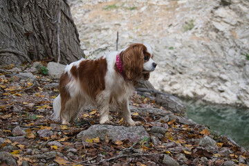 blenheim Cavalier female dog standing full length with natural background